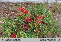 Chaenomeles ×superba Orange Trail