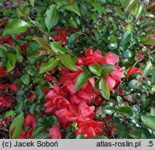 Chaenomeles ×superba Orange Trail