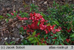 Chaenomeles ×superba Orange Trail