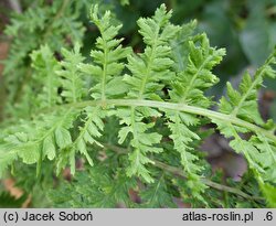 Matteuccia struthiopteris Erosa