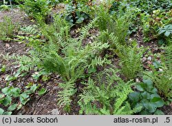 Matteuccia struthiopteris Erosa