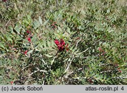 Pistacia lentiscus (pistacja kleista)