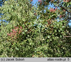 Pistacia terebinthus (pistacja terpentynowa)