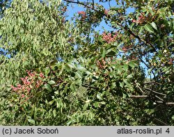 Pistacia terebinthus (pistacja terpentynowa)