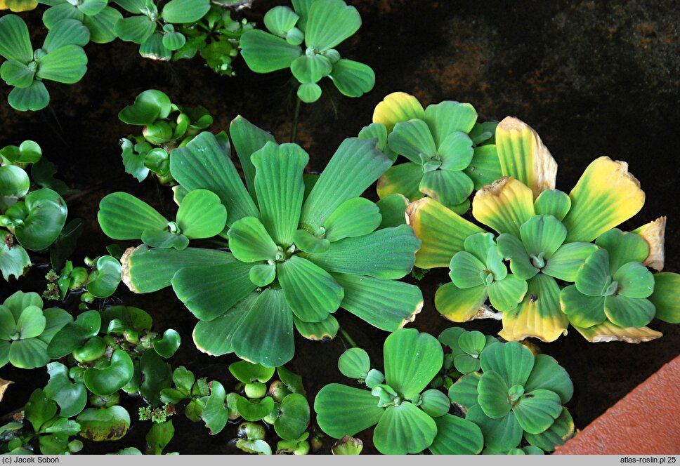 Pistia stratiotes (pistia rozetkowa)
