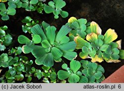 Pistia stratiotes (pistia rozetkowa)