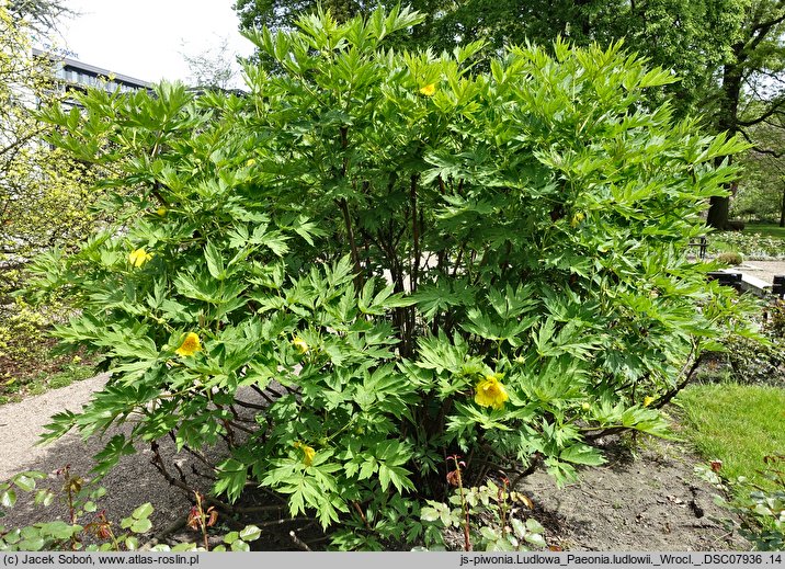 Paeonia ludlowii (piwonia Ludlowa)