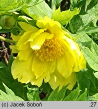 Paeonia ludlowii (piwonia Ludlowa)