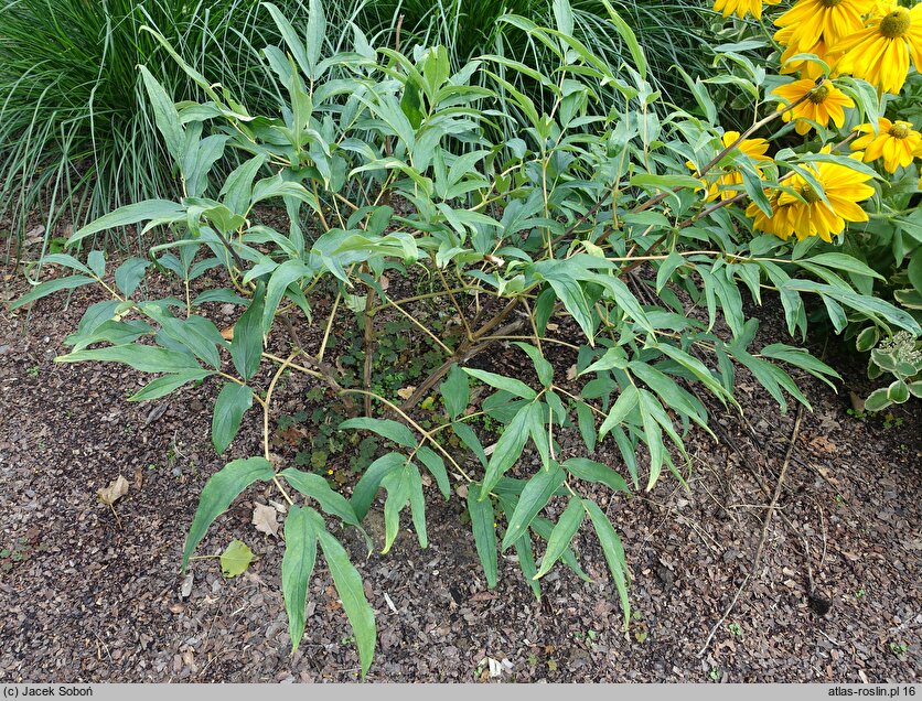 Paeonia ostii (piwonia Ostiego)