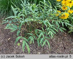 Paeonia ostii (piwonia Ostiego)