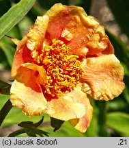 Paeonia potaninii (piwonia Potanina odm. pełnikowata)