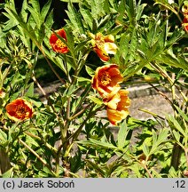 Paeonia potaninii (piwonia Potanina odm. pełnikowata)