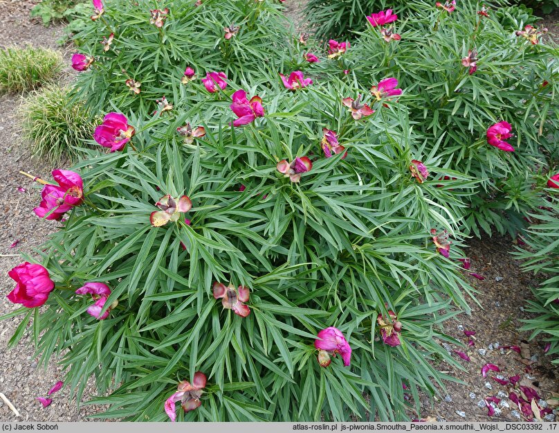 Paeonia ×smouthii (piwonia Smoutha)