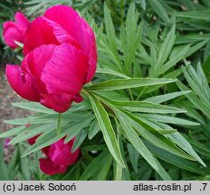 Paeonia ×smouthii (piwonia Smoutha)