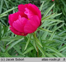 Paeonia ×smouthii (piwonia Smoutha)