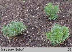 Paeonia ×smouthii (piwonia Smoutha)