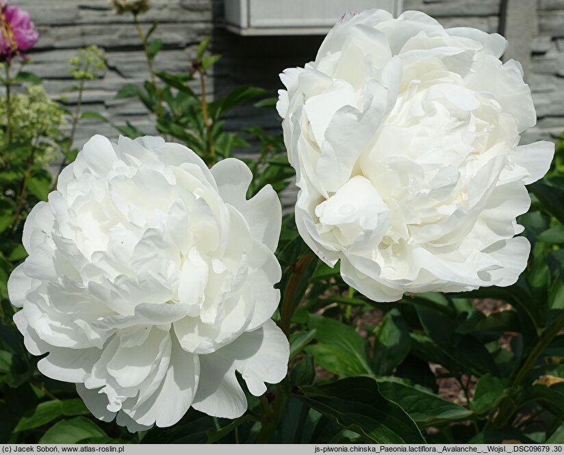 Paeonia lactiflora Avalanche