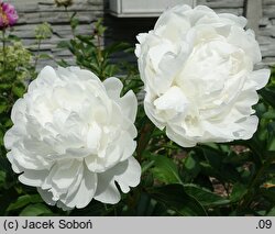 Paeonia lactiflora Avalanche