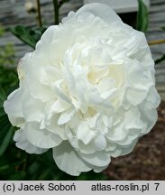 Paeonia lactiflora Avalanche