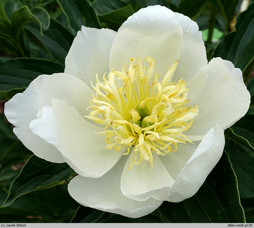 Paeonia lactiflora Bu-Te