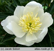 Paeonia lactiflora Bu-Te