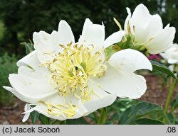 Paeonia lactiflora Bu-Te