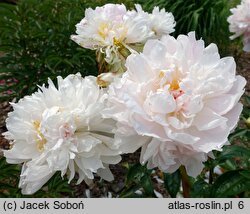 Paeonia lactiflora Elbrus