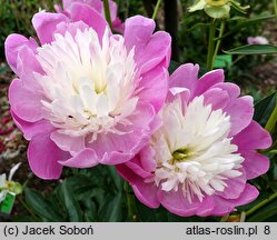 Paeonia lactiflora Gay Paree