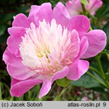 Paeonia lactiflora Gay Paree