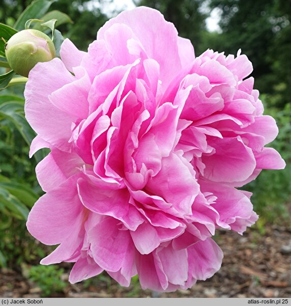 Paeonia lactiflora Jacorma