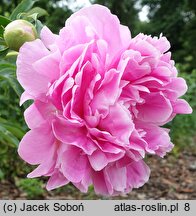 Paeonia lactiflora Jacorma