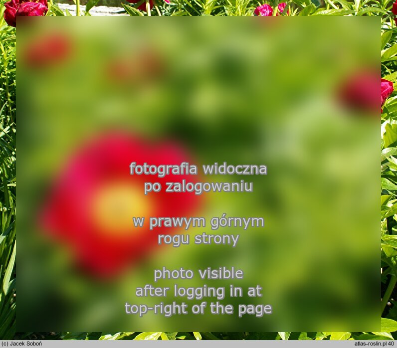 Paeonia lactiflora Kazaczok