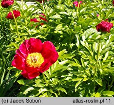 Paeonia lactiflora Kazaczok