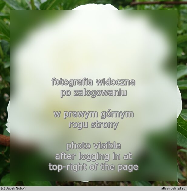 Paeonia lactiflora Lillian Wild