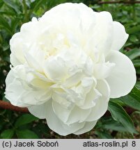 Paeonia lactiflora Lillian Wild