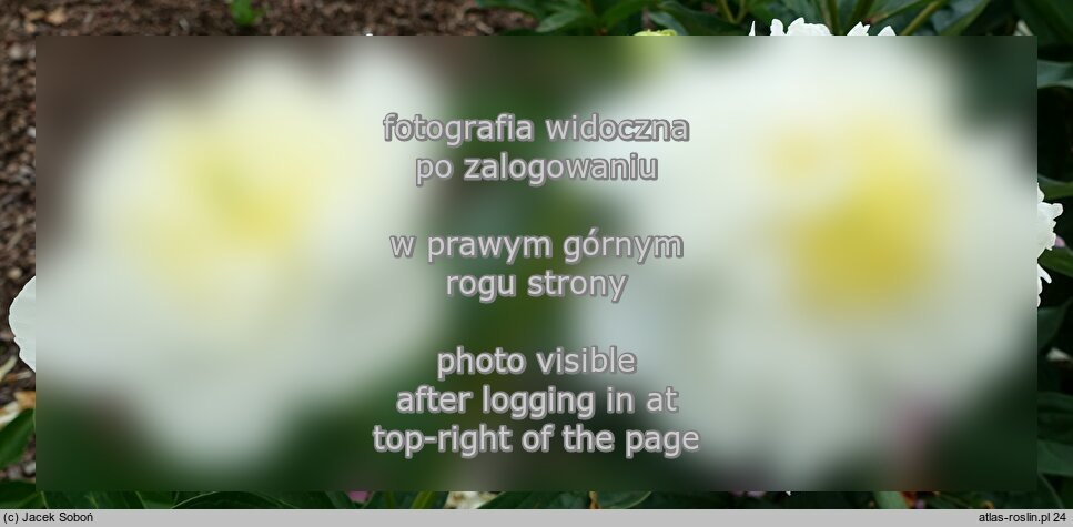 Paeonia lactiflora Marshmallow Button