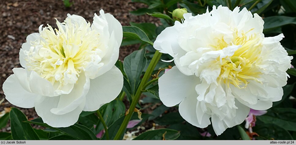 Paeonia lactiflora Marshmallow Button