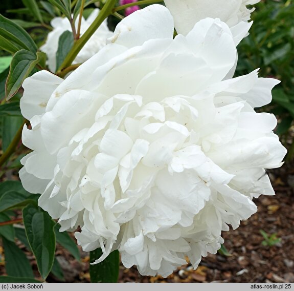 Paeonia lactiflora Mme Claude Tain