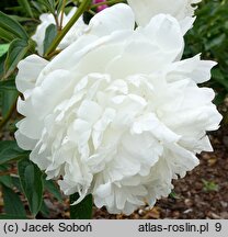 Paeonia lactiflora Mme Claude Tain