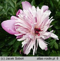 Paeonia lactiflora Modeste Guérin