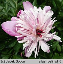 Paeonia lactiflora Modeste Guérin