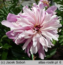 Paeonia lactiflora Modeste Guérin