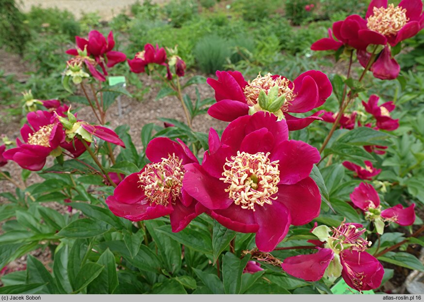 Paeonia lactiflora Myron Branson