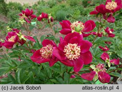 Paeonia lactiflora Myron Branson