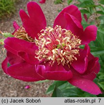 Paeonia lactiflora Myron Branson