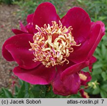 Paeonia lactiflora Myron Branson