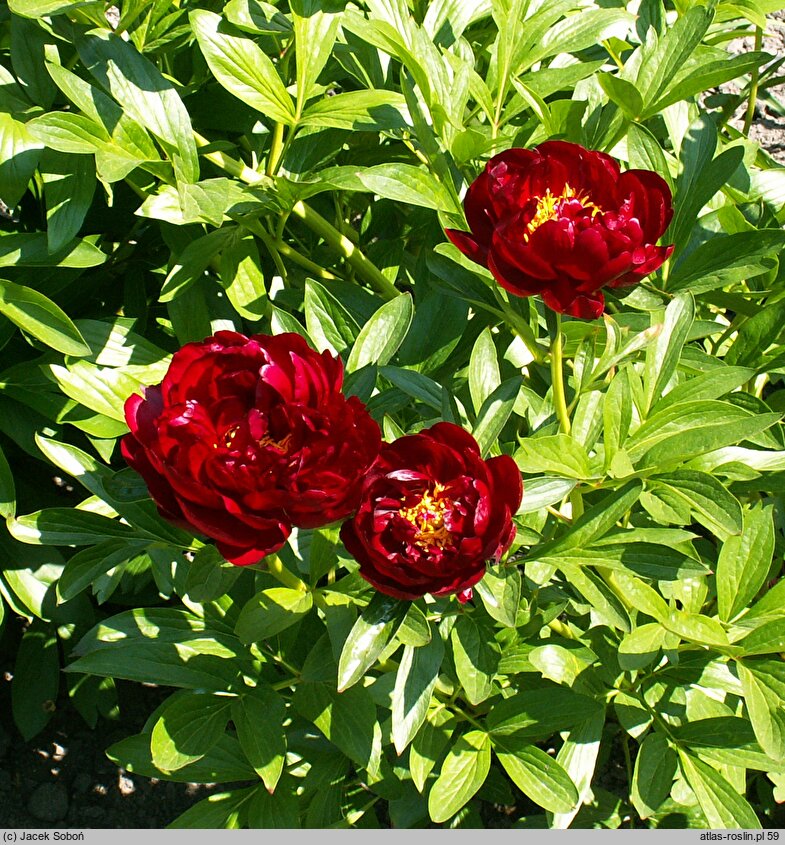 Paeonia lactiflora Chervonnyj Oksamit