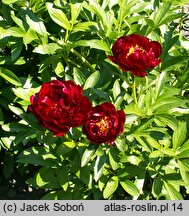 Paeonia lactiflora Chervonnyj Oksamit