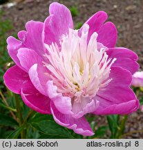 Paeonia lactiflora Santa Fe