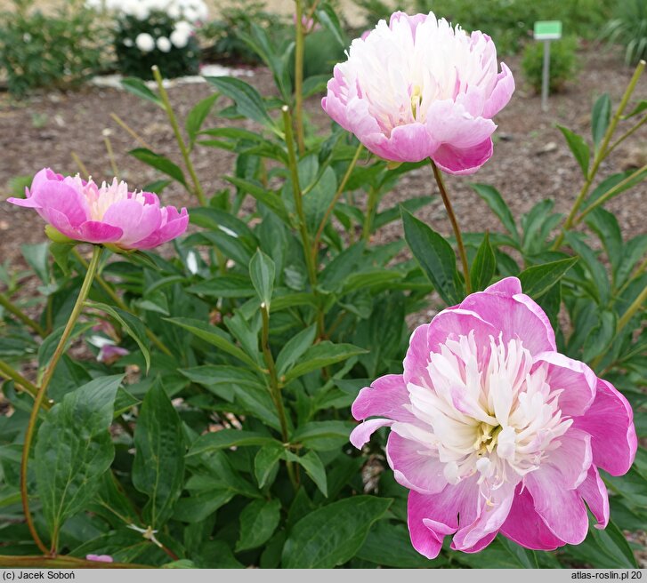 Paeonia lactiflora Santa Fe